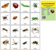 Раздаточные карточки "Насекомые" - fgospostavki.ru - Зеленогорск