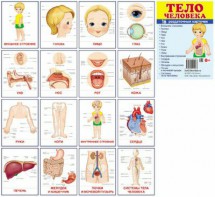 Раздаточные карточки "Тело человека" - fgospostavki.ru - Зеленогорск