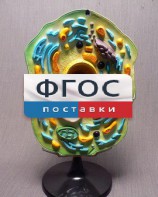 Модель "Клетка растения" - fgospostavki.ru - Зеленогорск