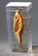 Влажный препарат "Внутреннее строение рыбы" - fgospostavki.ru - Зеленогорск