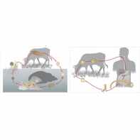 Модель-аппликация Цикл развития бычьего цепня и печеночного сосальщика - fgospostavki.ru - Зеленогорск