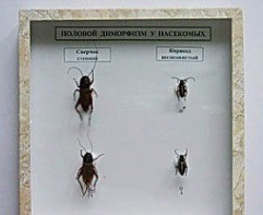 Коллекция энтомологическая "Половой диморфизм" - fgospostavki.ru - Зеленогорск