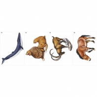 Модель-аппликация Многообразие хордовых. Млекопитающие - fgospostavki.ru - Зеленогорск