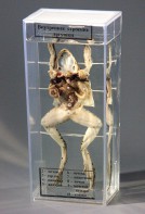 Влажный препарат "Внутреннее строение лягушки" - fgospostavki.ru - Зеленогорск