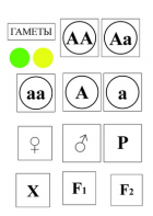 Модель-аппликация Моногибридное скрещивание и  его цитологические основы - fgospostavki.ru - Зеленогорск
