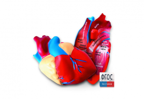 Модель сердца человека (анатомическая) - fgospostavki.ru - Зеленогорск