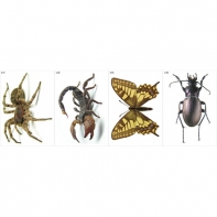 Модель-аппликация Многообразие беспозвоночных - fgospostavki.ru - Зеленогорск