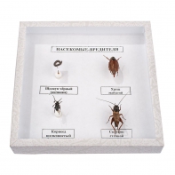 Коллекция энтомологическая "Насекомые вредители" - fgospostavki.ru - Зеленогорск