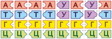 Модель-аппликация Удвоение ДНК и транскрипция РНК - fgospostavki.ru - Зеленогорск