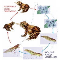 Модель-аппликация Цикл развития лягушки - fgospostavki.ru - Зеленогорск