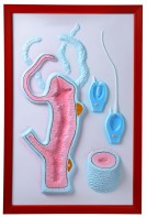 Барельефная модель "Строение гидры" - fgospostavki.ru - Зеленогорск