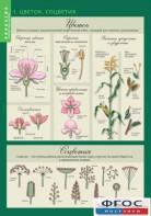 Комплект таблиц. Биология 6 класс. Растения, грибы, лишайники - fgospostavki.ru - Зеленогорск