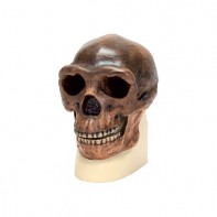 Модель черепа синантропа - fgospostavki.ru - Зеленогорск