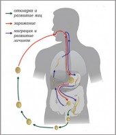 Модель-аппликация Цикл развития аскариды - fgospostavki.ru - Зеленогорск