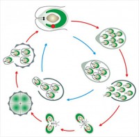 Модель-аппликация Размножение одноклеточной водоросли - fgospostavki.ru - Зеленогорск