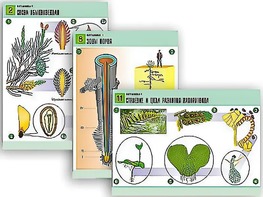 Комплект таблиц по биологии демонстрационных "Ботаника 1" (12 таблиц, формат А1, ламинированные) - fgospostavki.ru - Зеленогорск