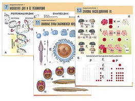 Комплект таблиц по биологии демонстрационных "Общая биология 1" (16 таблиц, формат А1, ламинированные) - fgospostavki.ru - Зеленогорск