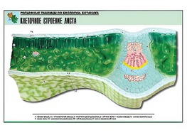 Рельефная таблица "Клеточное строение листа" (формат А1, матовое ламинирование) - fgospostavki.ru - Зеленогорск