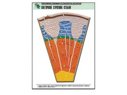 Рельефная таблица "Клеточное строение стебля" (формат А1, матовое ламинирование) - fgospostavki.ru - Зеленогорск