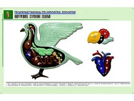 Рельефная таблица "Внутреннее строение голубя" (формат А1, матовое ламинирование) - fgospostavki.ru - Зеленогорск