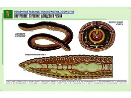 Рельефная таблица "Внутреннее строение дождевого червя" (формат А1, матовое ламинирование) - fgospostavki.ru - Зеленогорск