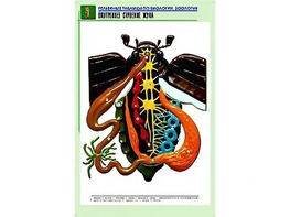 Рельефная таблица "Внутреннее строение жука" (формат А1, матовое ламинирование) - fgospostavki.ru - Зеленогорск