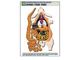 Рельефная таблица "Внутреннее строение кролика" (формат А1, матовое ламинирование) - fgospostavki.ru - Зеленогорск