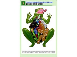 Рельефная таблица "Внутреннее строение лягушки" (формат А1, матовое ламинирование) - fgospostavki.ru - Зеленогорск