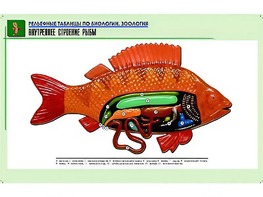 Рельефная таблица "Внутреннее строение рыбы" (формат А1, матовое ламинирование) - fgospostavki.ru - Зеленогорск