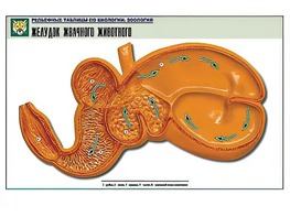 Рельефная таблица "Желудок жвачного животного" (формат А1, матовое ламинирование) - fgospostavki.ru - Зеленогорск