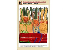 Рельефная таблица "Ворсинка кишечная с сосудом" (формат А1, матовое ламинирование) - fgospostavki.ru - Зеленогорск