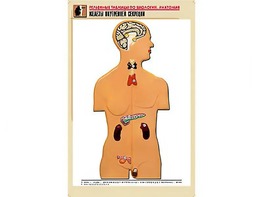 Рельефная таблица "Железы внутренней секреции" (формат А1, матовое ламинирование) - fgospostavki.ru - Зеленогорск