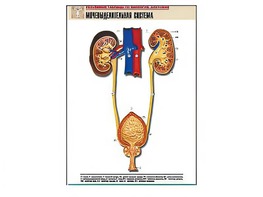 Рельефная таблица "Мочевыделительная система" (формат А1, матовое ламинирование) - fgospostavki.ru - Зеленогорск