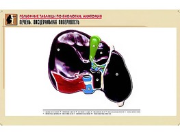 Рельефная таблица "Печень. Висцеральная поверхность" (формат А1, матовое ламинирование) - fgospostavki.ru - Зеленогорск