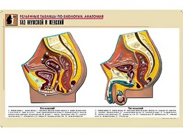 Рельефная таблица "Таз мужской и женский" (формат А1, матовое ламинирование) - fgospostavki.ru - Зеленогорск