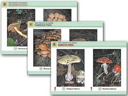 Комплект таблиц раздаточных "Грибы съедобные и несъедобные" (цветные, ламинированные, А4, 8 штук) - fgospostavki.ru - Зеленогорск