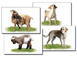 Набор карточек "Домашние животные" (раздаточные) - fgospostavki.ru - Зеленогорск