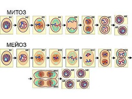 Модель-аппликация "Деление клетки. Митоз и мейоз" (ламинированная) - fgospostavki.ru - Зеленогорск