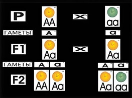 Модель-аппликация "Моногибридное скрещивание" (ламинированная) - fgospostavki.ru - Зеленогорск