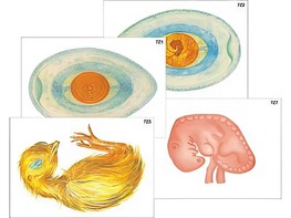 Модель-аппликация "Развитие птицы и млекопитающего (человека)" (ламинированная) - fgospostavki.ru - Зеленогорск