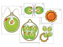 Модель-аппликация "Размножение одноклеточной водоросли" (ламинированная) - fgospostavki.ru - Зеленогорск