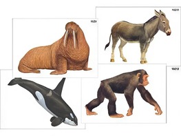 Модель-аппликация "Разнообразие высших хордовых 2. Млекопитающие" (ламинированная) - fgospostavki.ru - Зеленогорск