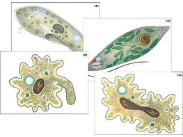 Модель-аппликация "Строение и разнообразие простейших" (ламинированная) - fgospostavki.ru - Зеленогорск