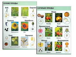 Коллекция "Семена и плоды" - fgospostavki.ru - Зеленогорск