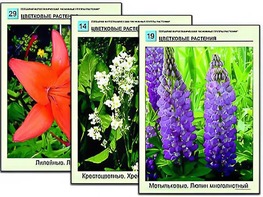 Гербарий фотографический "Основные группы растений" - fgospostavki.ru - Зеленогорск