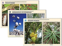 Гербарий фотографический "Сельскохозяйственные растения мира" - fgospostavki.ru - Зеленогорск