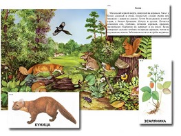 Магнитный плакат-аппликация "Лес: биоразнообразие и взаимосвязи в сообществе" - fgospostavki.ru - Зеленогорск