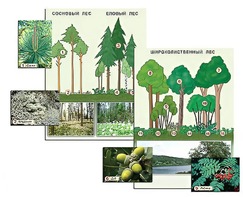 Гербарий фотографический "Растительные сообщества. Лес" (раздаточный) - fgospostavki.ru - Зеленогорск