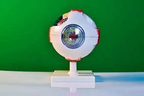 Модель глаза - fgospostavki.ru - Зеленогорск