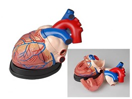 Модель сердца в разрезе (демонстрационная) - fgospostavki.ru - Зеленогорск